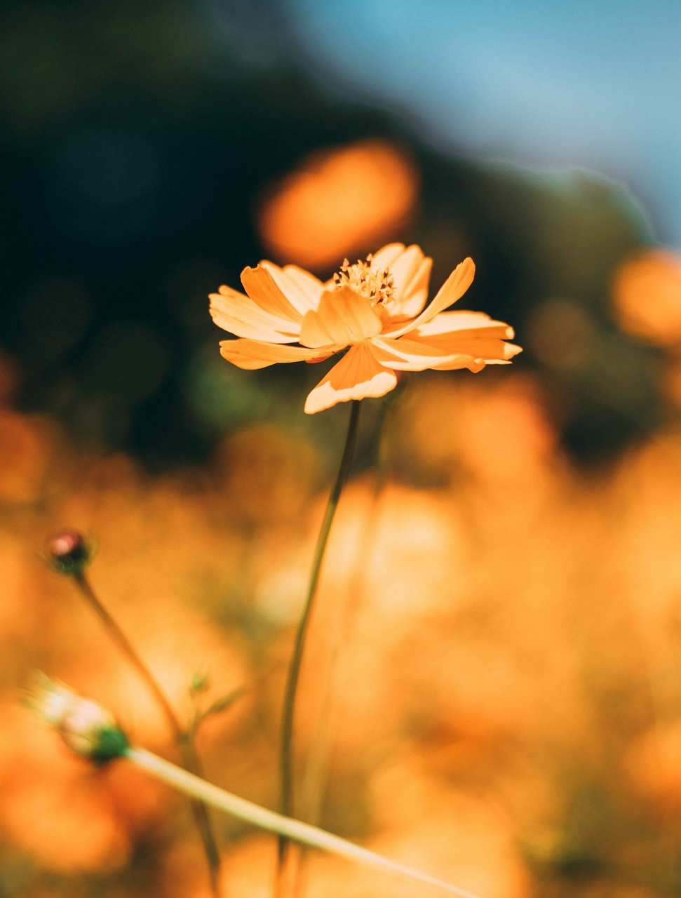 Fleur_orange_lumineuse