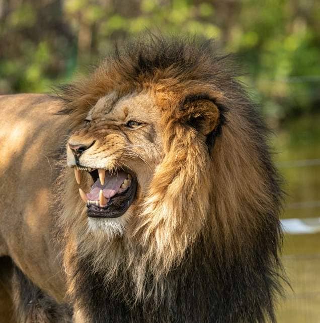 Comme_un_lion_rugissant_force_mentale